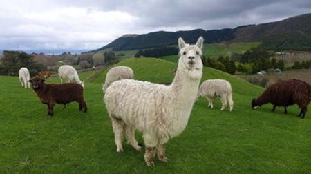 新西兰距离澳大利亚多少公里,新西兰跟澳洲距离远吗