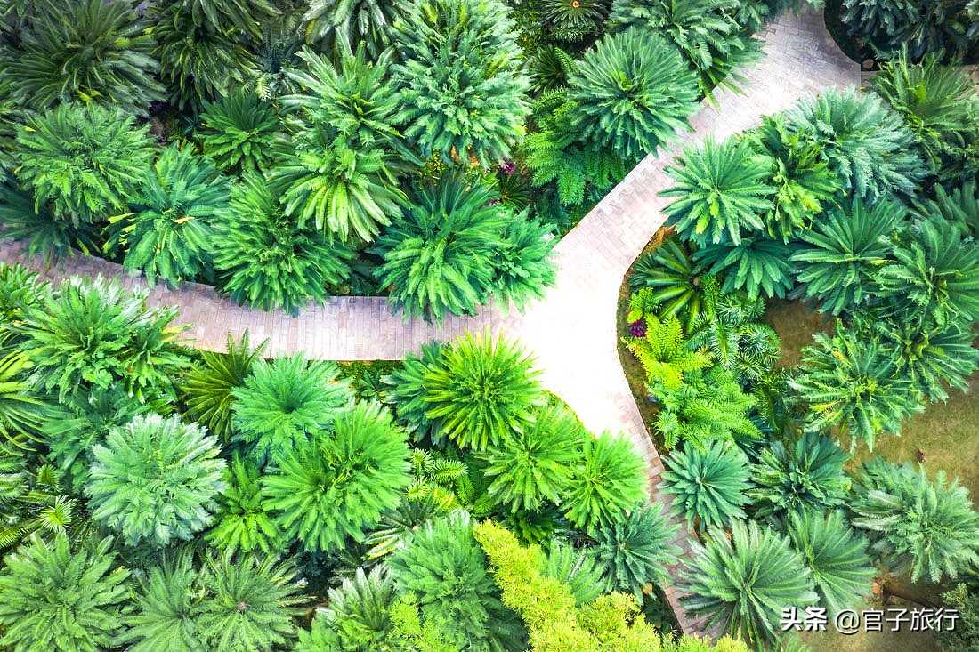 再游青秀山，看“熊猫级”国宝苏铁王，只为千年等一回的告别