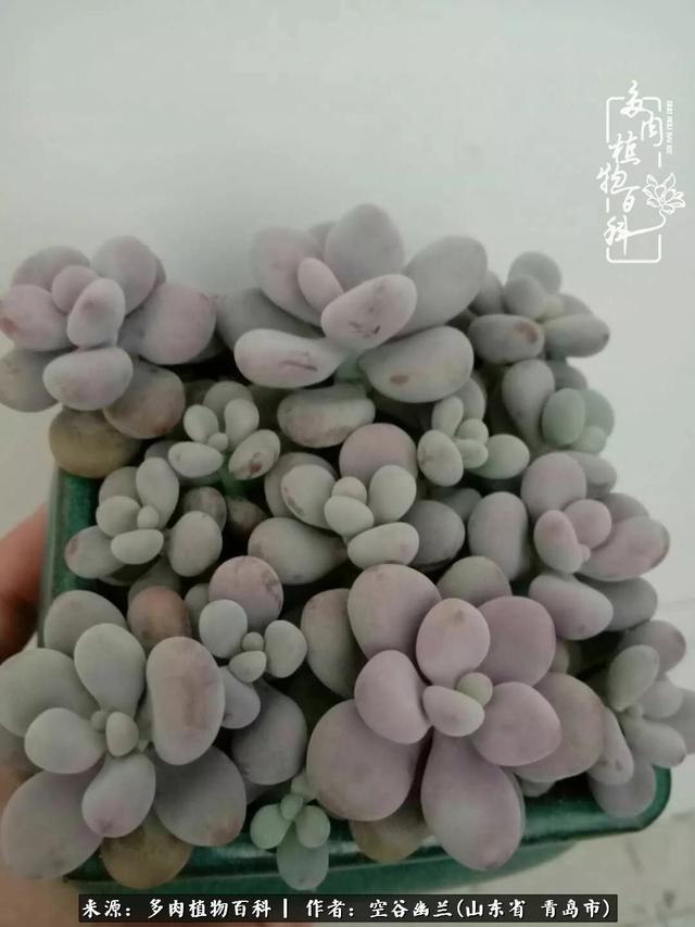 多肉最美的时光,多肉惊艳我的时光