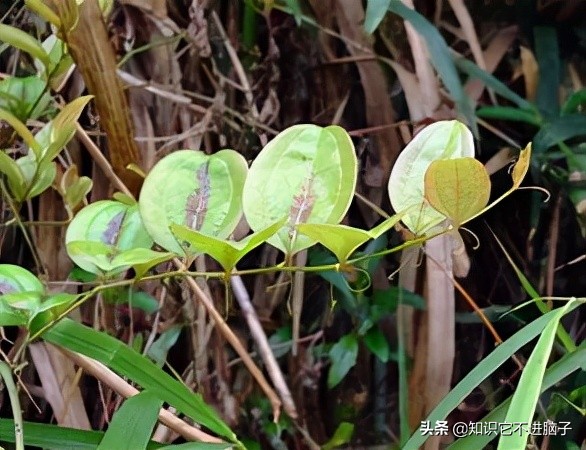 你最喜欢吃哪种水果为什么,你最喜欢吃的是哪个部位