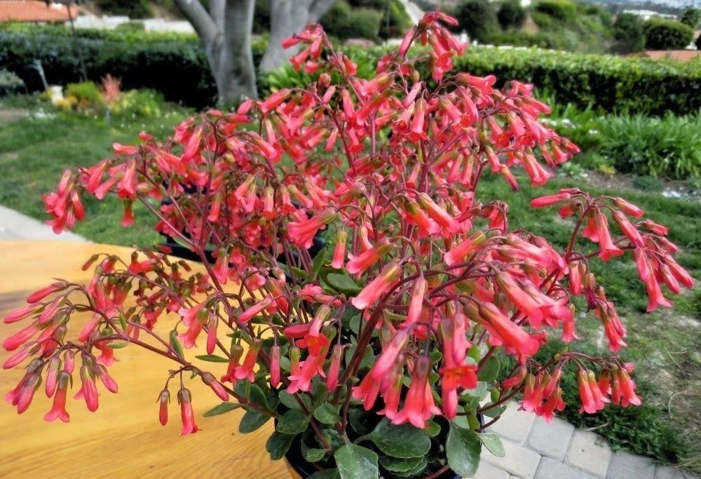 比多肉还好养的树,比多肉好看的绿植