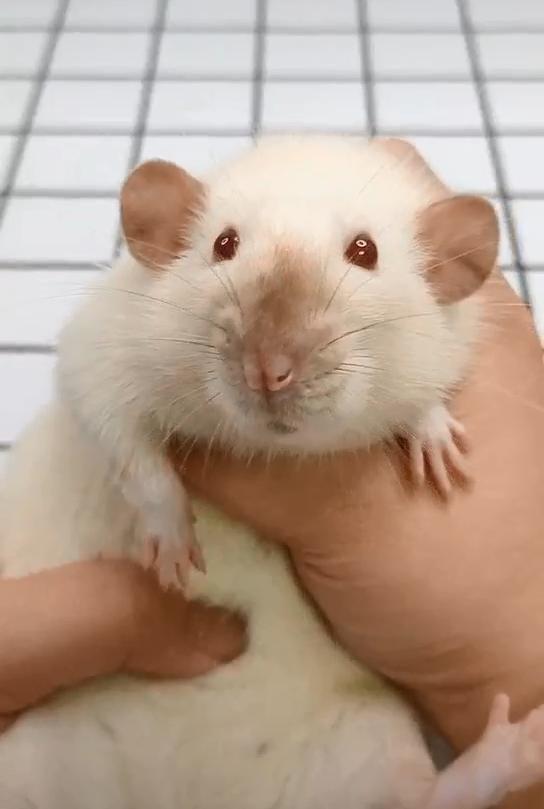 精灵鼠小弟是什么老鼠,精灵鼠小弟个人简介