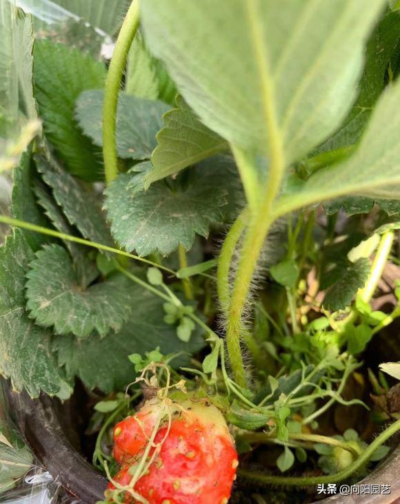 草莓在家里怎样才能种的又大又甜,原来草莓还可以这样种长见识