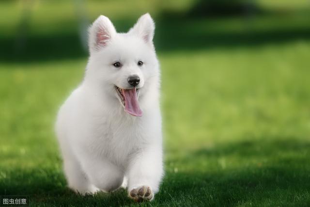 你适合养哪种狗狗,新手铲屎官最适合养的小宠物狗