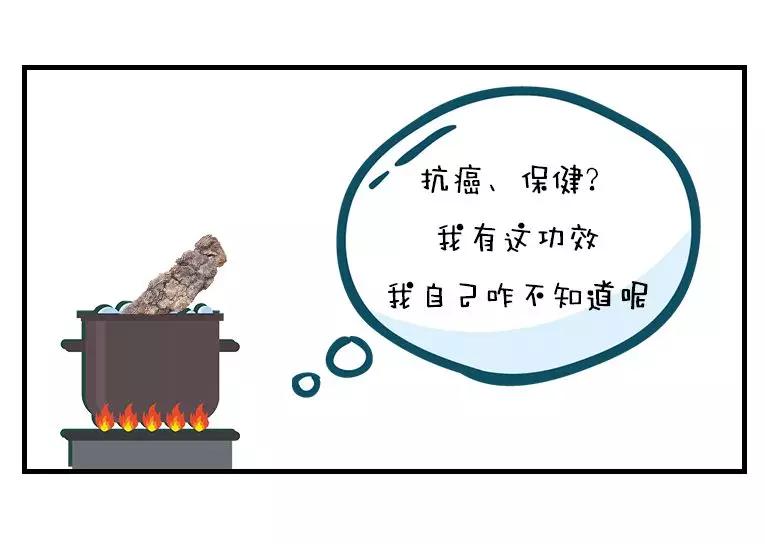 一棵红豆杉图片,一棵红豆杉