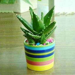 养护芦荟做到这几点，你的芦荟照样可以开出漂亮的花朵！