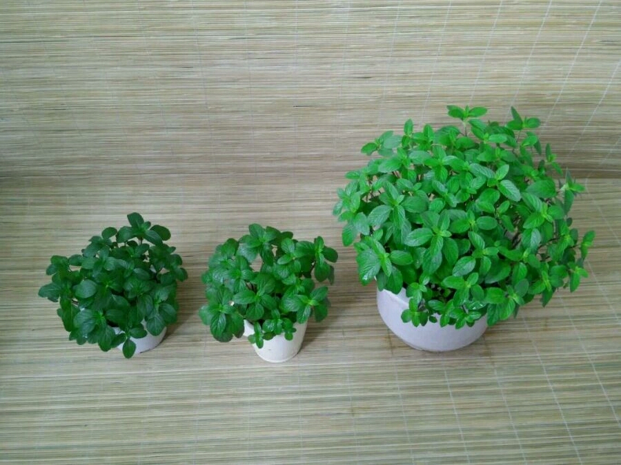 绿植滴水观音有毒吗,滴水观音有毒室内养对人有何危害