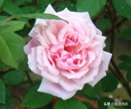 中国月季红色浓香,13种中国红月季让你美个爆