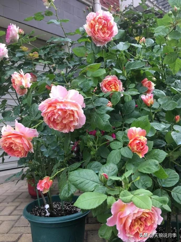 又一个十年,国产自育品种