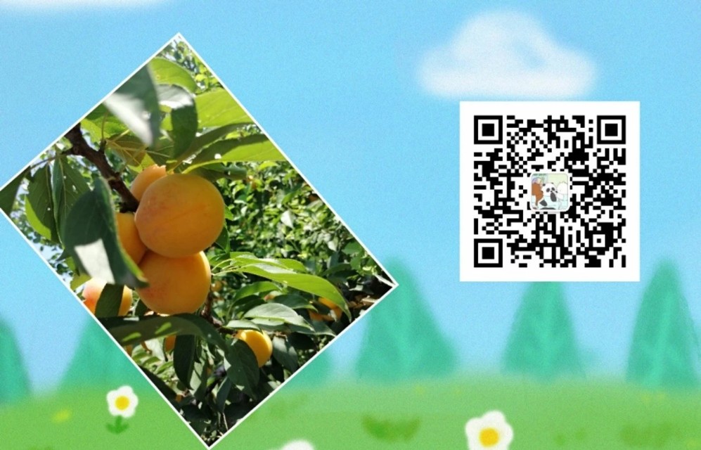 杏树虫害用毒死蜱,杏树高效虫害防治