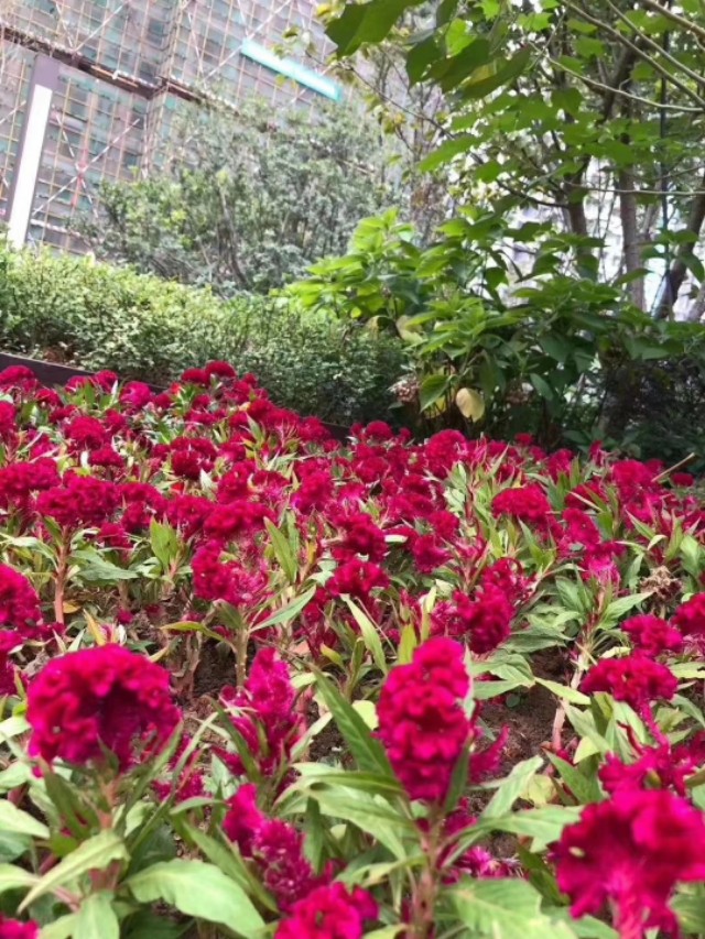 岳阳中建嘉和城可以装推窗吗,岳阳中建嘉和城周边规划