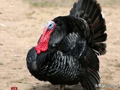 历史上十大最恐怖的实验,历史上惨无人道的实验