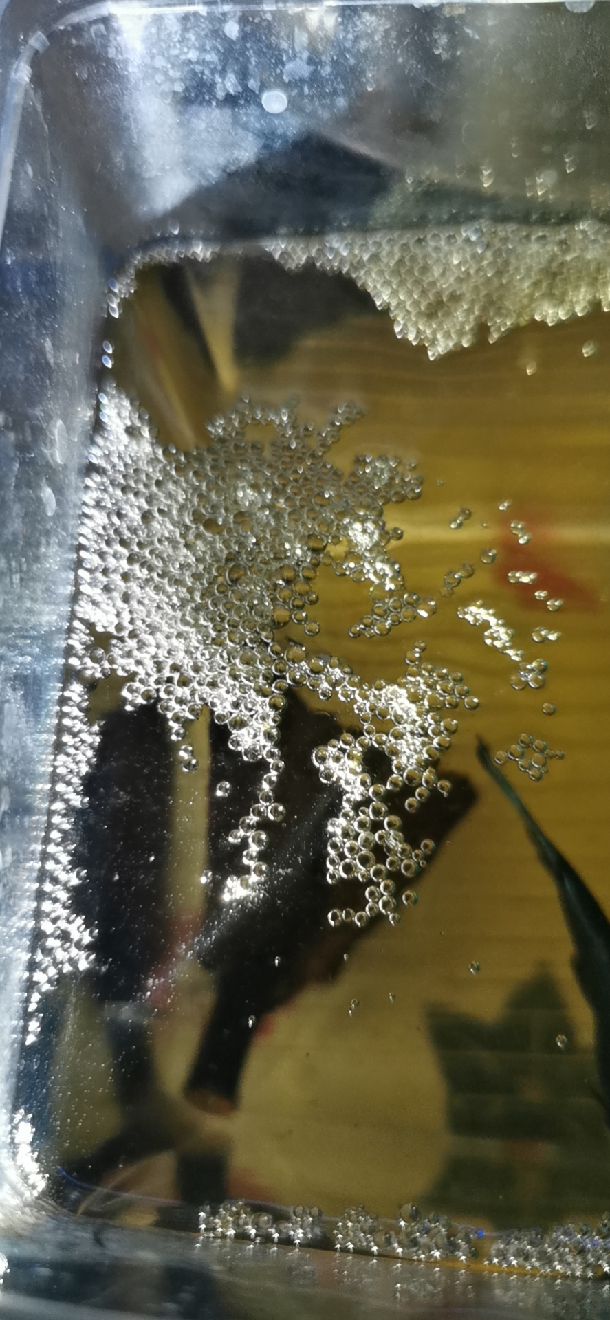 斗鱼孵出来了掉水咋办,斗鱼下鱼籽怎么孵出小鱼