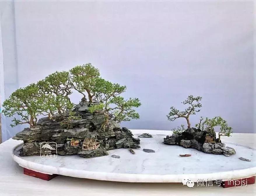 苍劲古朴挺拔有力的老桩盆景欣赏,老态龙钟盆景作品欣赏