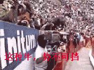 暴跌必有段子:眼前的绿不是绿,你说的牛是什么牛?