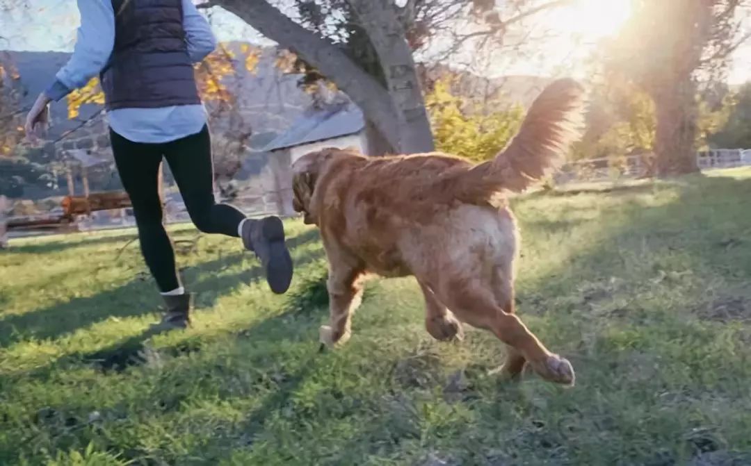 咬伤女童黑犬如何处置,被野狗咬伤如何索赔找不到主人