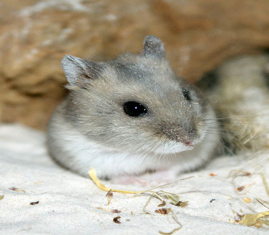 紫仓挑食,紫仓为什么只吃蔬菜