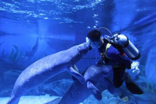 烟台海昌鲸鲨馆,烟台海昌鲸鲨馆表演