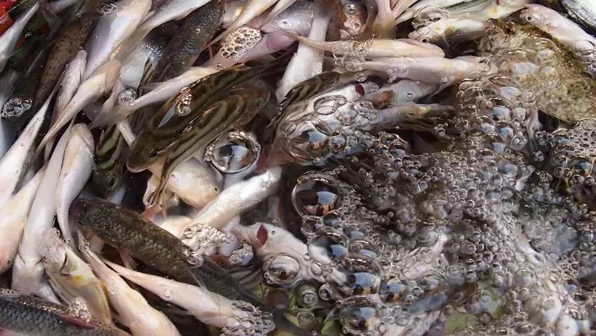 年货采购哪些东西,西宁年货都买什么