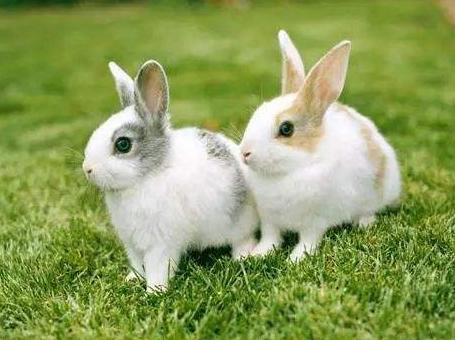 澳洲兔子能维持多少年,澳洲兔子泛滥为什么不抓来吃