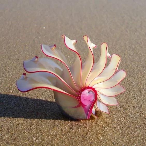 神秘的顶级海底照片难得一见,罕见海底美人照片