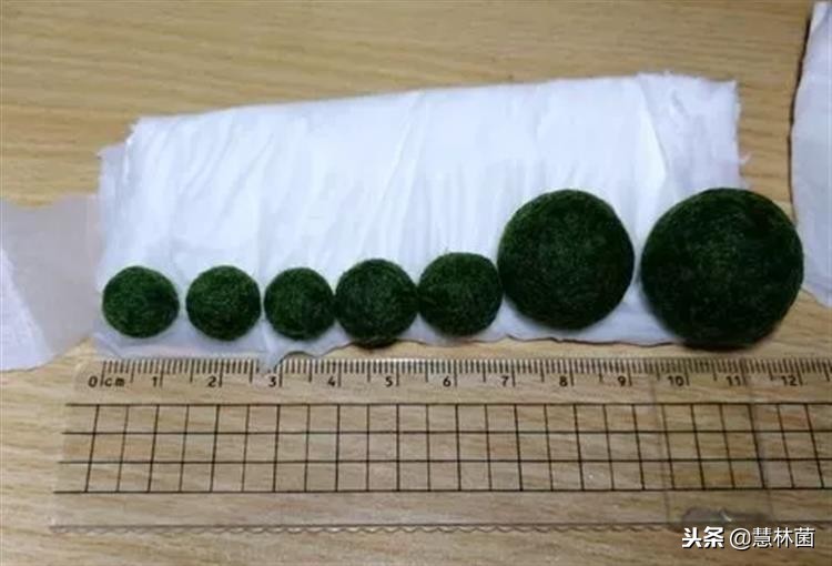 新兴萌宠动物,萌宠海藻球