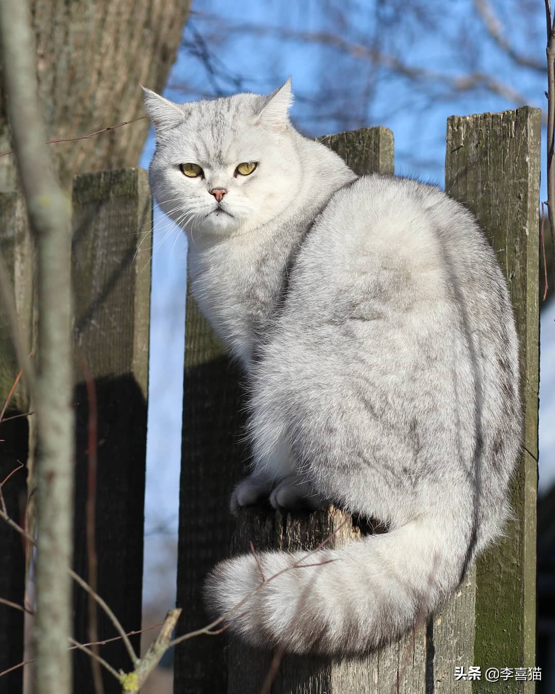 关于猫咪的这些小知识你都知道吗,揭秘猫咪的四个冷知识你知道吗