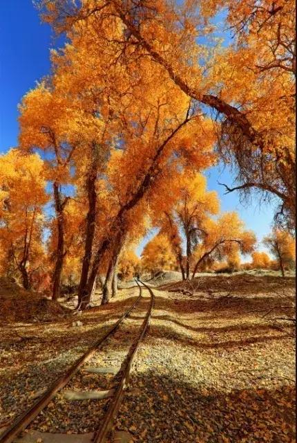 北疆的美完整版,北疆的景最美