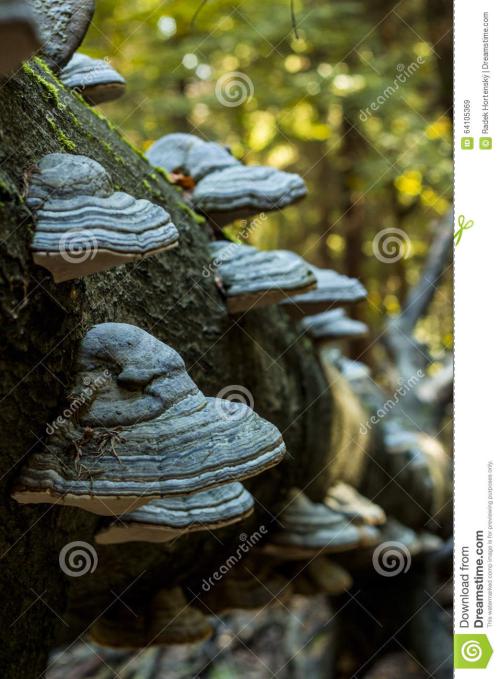 低等的动物多为何种类型，它们的生殖有哪些有趣的方式呢？