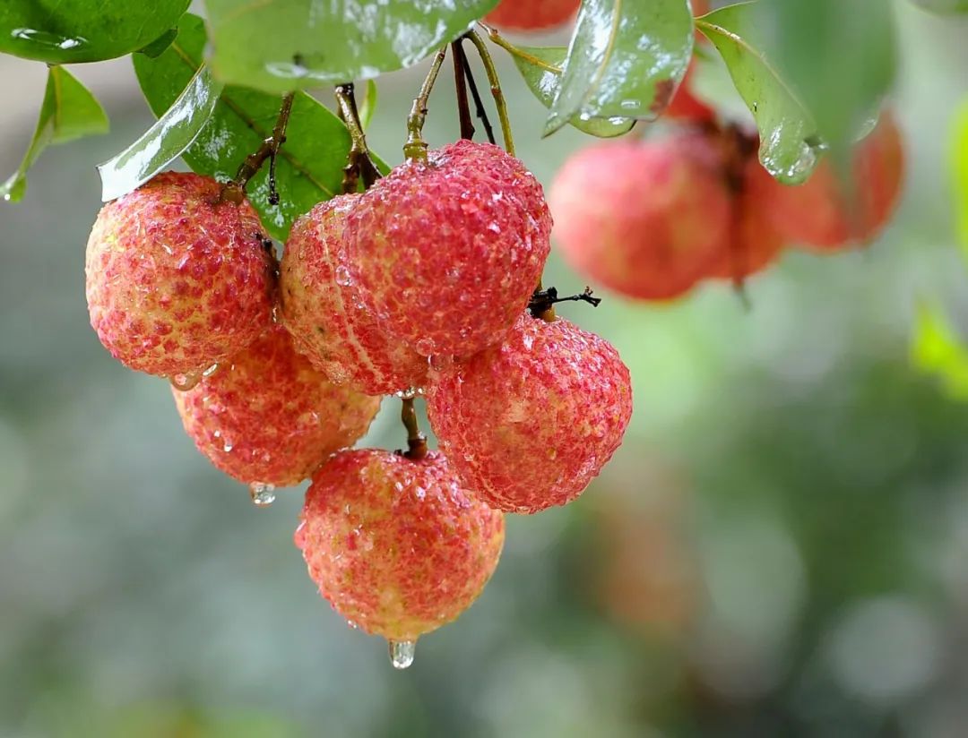 惠阳区名胜古迹,惠阳将军故居