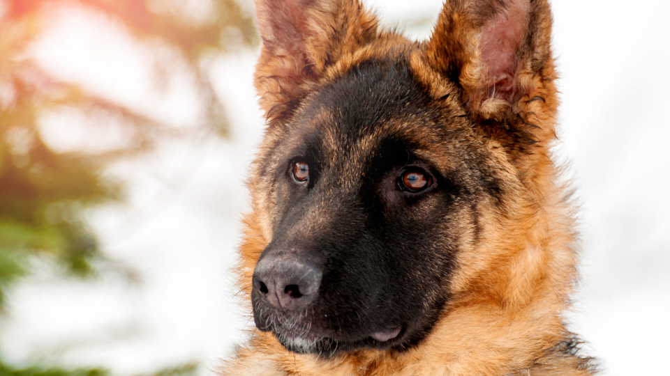 马犬的正确饲养方法,饲养马犬视频