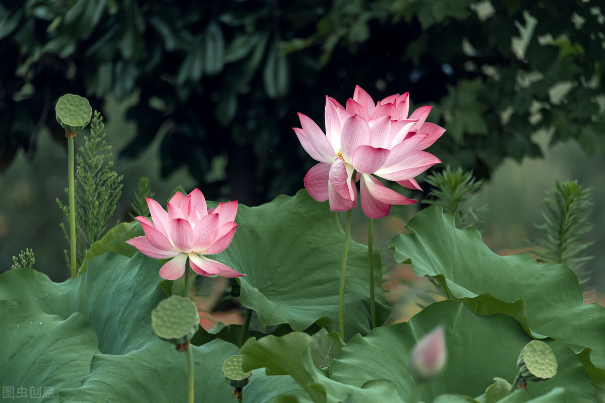 王昌龄描写荷花表达什么心情,王昌龄写荷叶荷花的古诗