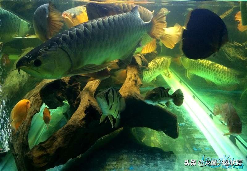 手把手教你做龙鱼最强营养秘方食谱--鲜虾牛肉狮子头，别馋哈