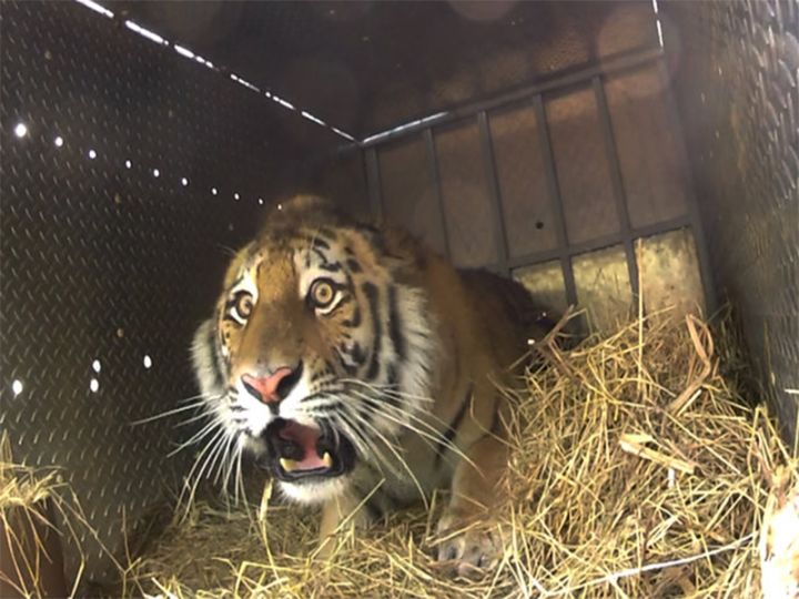 你属什么我属你,有属猫的生肖吗