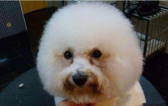 狗粮皇家伯纳天纯 (皇家狗粮和伯纳天纯哪个好)