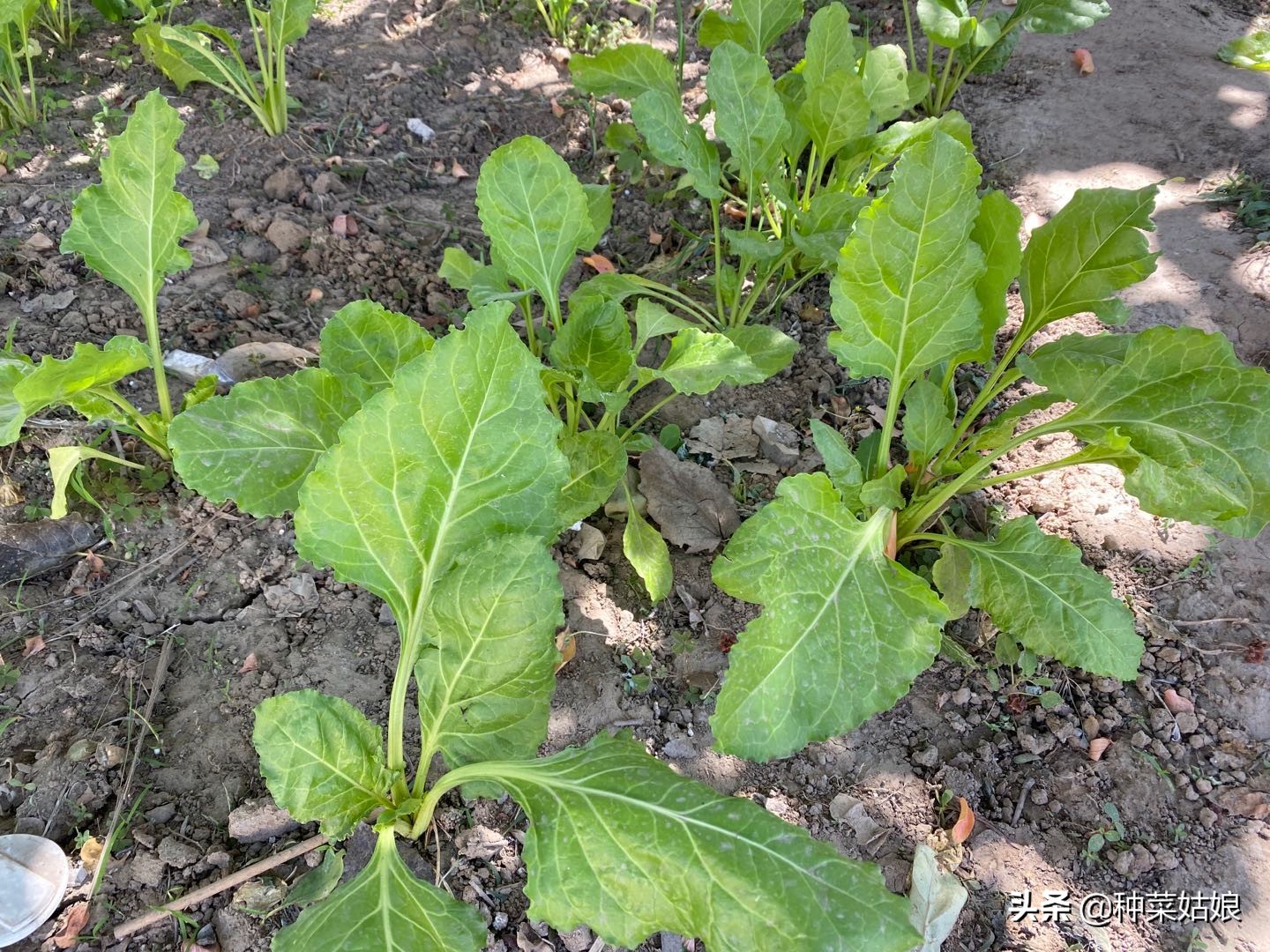 种菜怎么避免徒长,种菜如何防止烂根