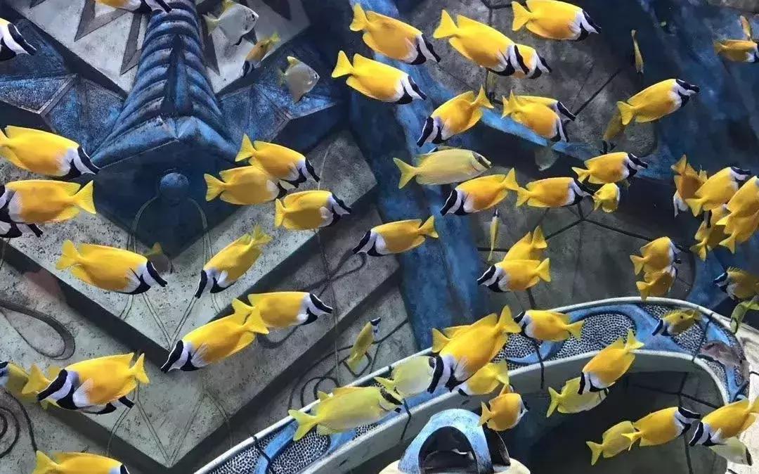 与海洋生物一起旅游,与海洋生物同游