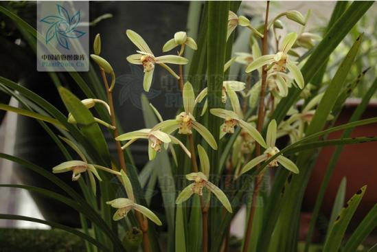 君子兰吊兰蝴蝶兰的图片,吊兰属不属于兰花的一种