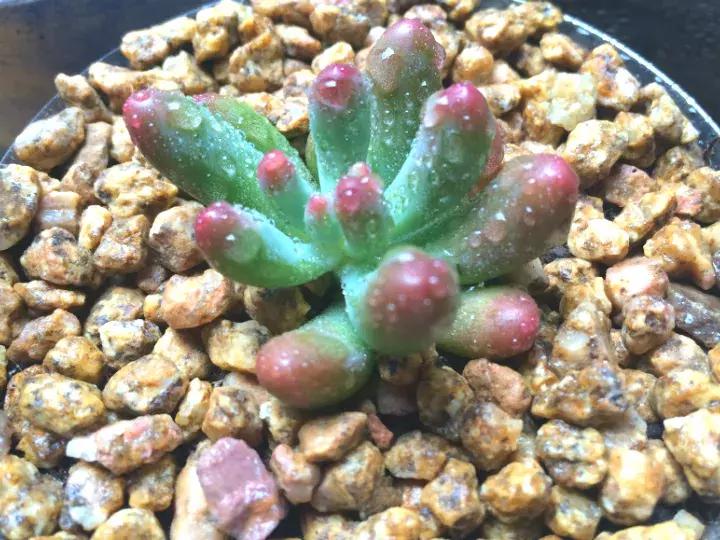 多肉长出小尾巴求救信号,多肉有什么求救信号