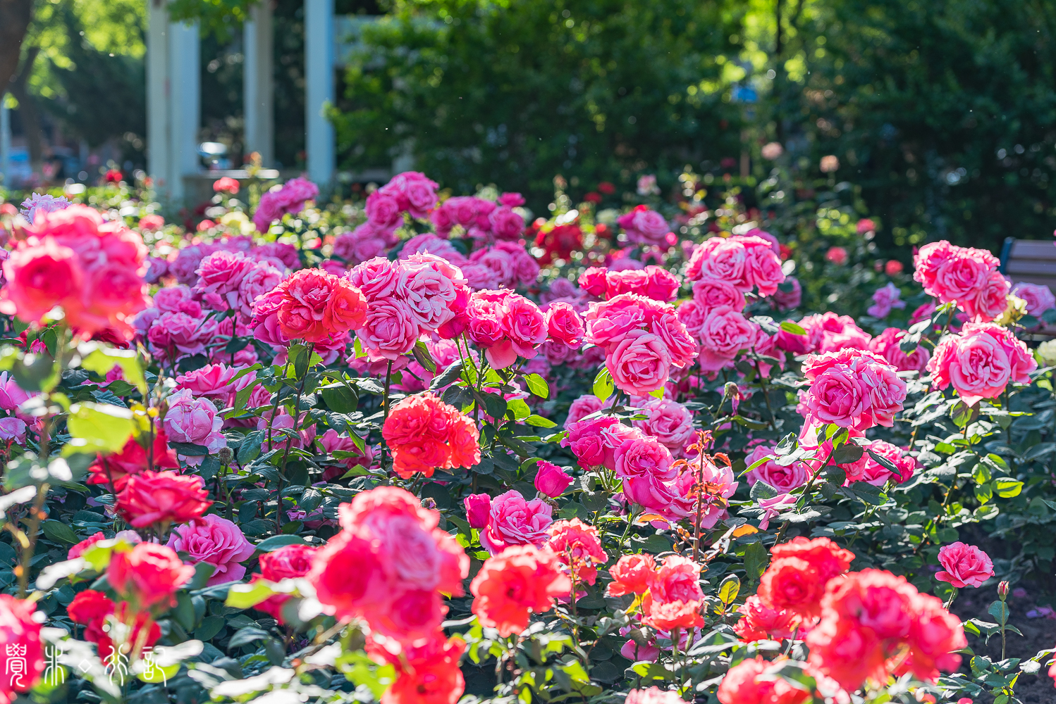 月季花中国特有品种,从中国运到欧洲的四种月季