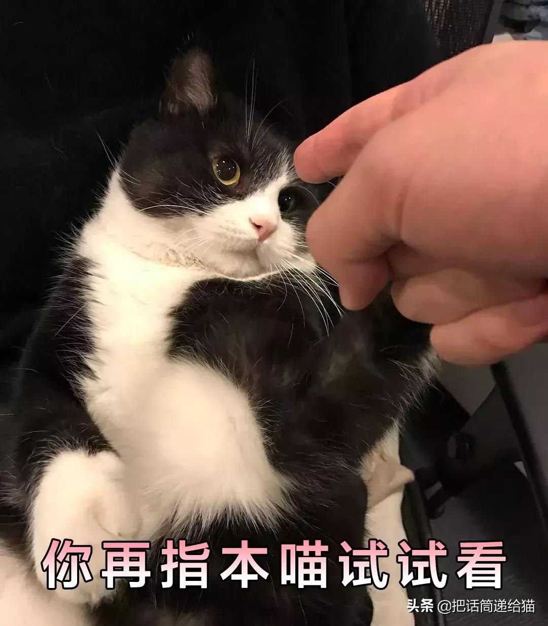 猫故事全集,猫故事小说