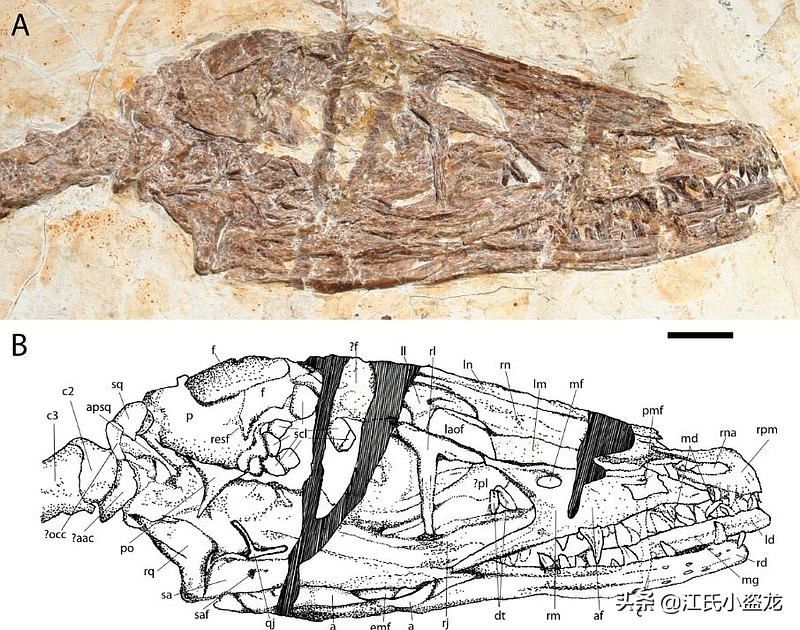 敦化渤海湖舞龙,中国内的恐龙