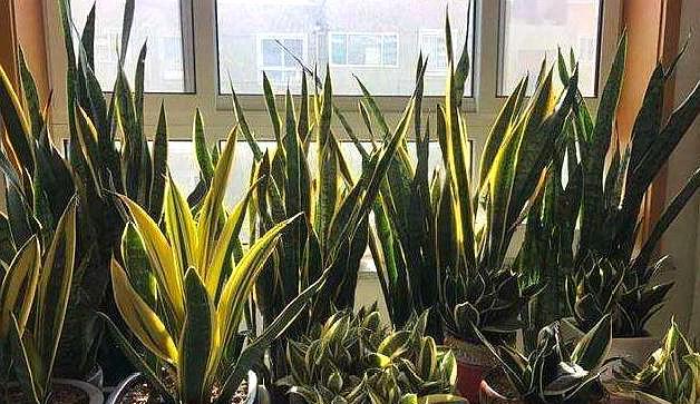 虎皮兰要怎么养才能活,刚栽种的虎皮兰怎么养