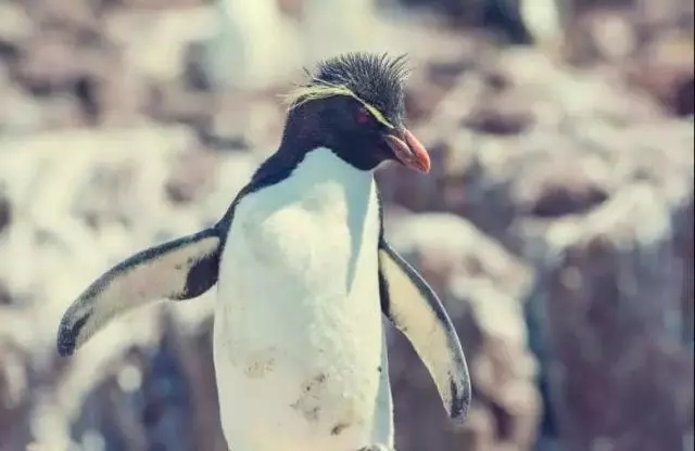 2022西安华夏文旅免费门票预约,西安曲江和华夏哪个海洋公园好