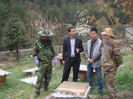 秦岭里飞出的“土蜂蜜”-------陕西省龙草坪林业局发展中蜂见闻