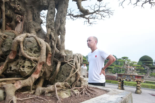 ​越南男子15年前花三千元买棵盆景树，现有人出价数十万不舍得卖