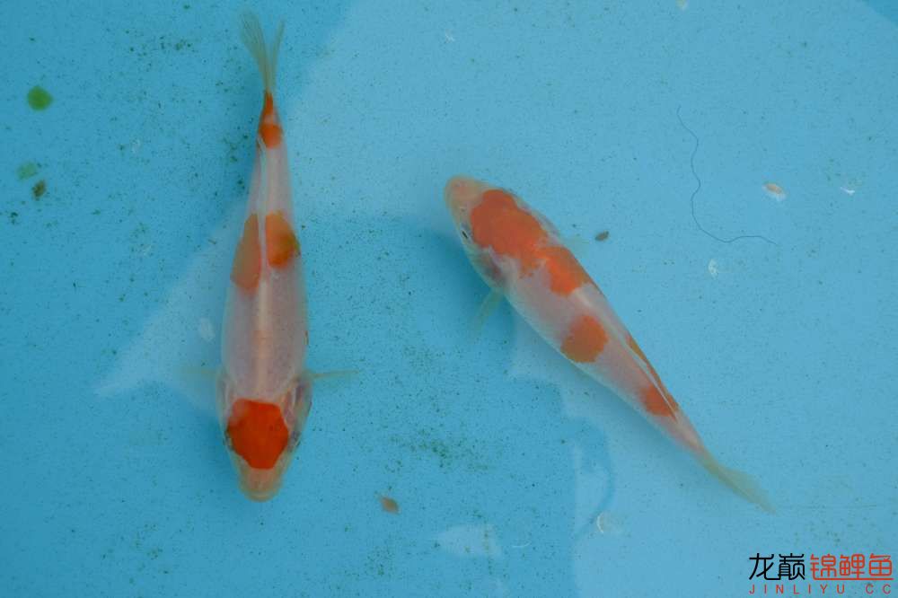 锦鲤苗成长,日本锦鲤水花苗成长