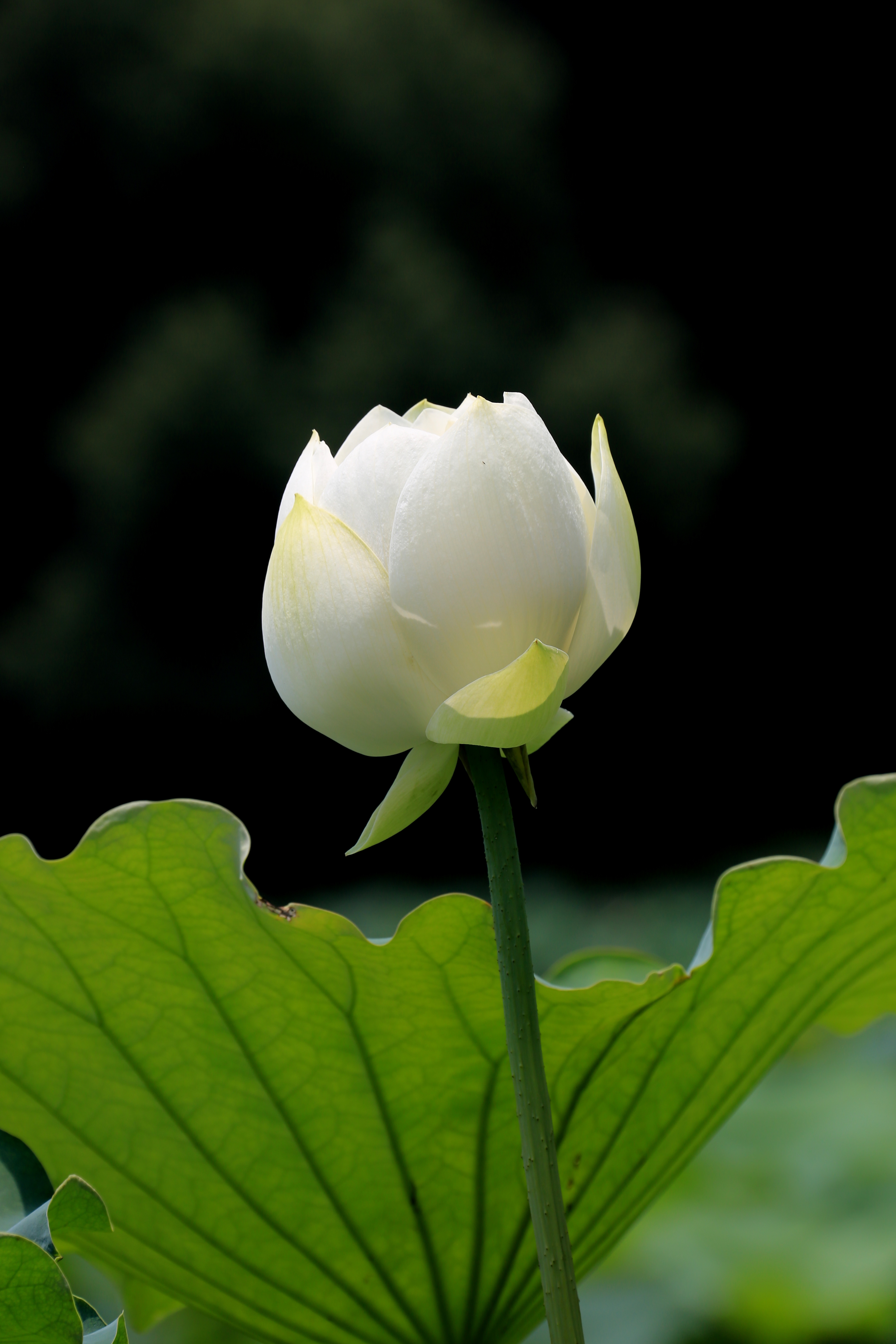 草原夜色美口琴视频,草原夜色美口琴音乐