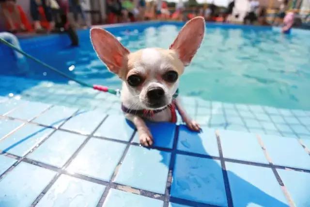 什么地方适合带猫狗玩耍,北京铲屎官可以带狗玩的地方