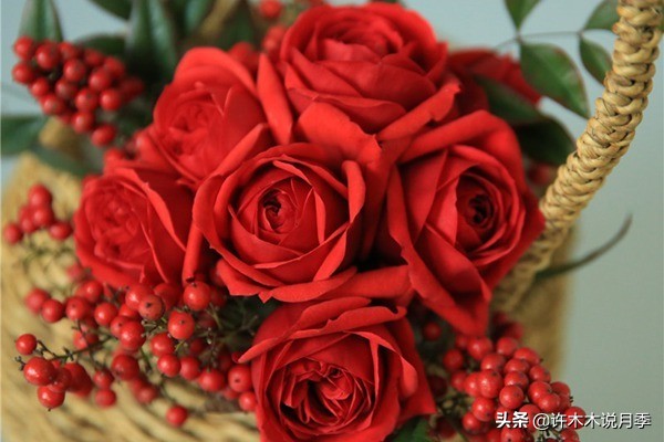 切花大全100种,鲜花大全50种花的花语